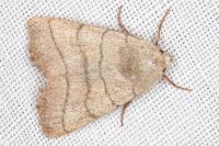 Charanyca trigrammica