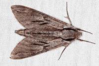 Hyloicus pinastri/maurorum