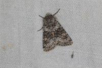 Hecatera dysodea