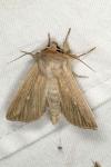 Mythimna congrua