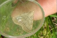 Pechipogo strigilata