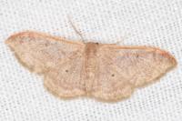 Idaea degeneraria