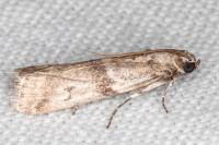 Ephestia welseriella