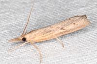 Pediasia contaminella