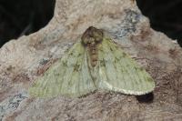 Phigalia pilosaria