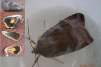 Noctua janthina