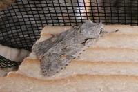 Lithophane ornitopus