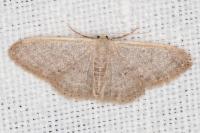 Idaea