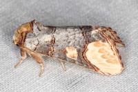 Phalera bucephaloides