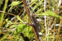 Dysauxes punctata