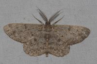 Hypomecis punctinalis