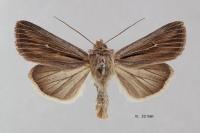Leucania comma