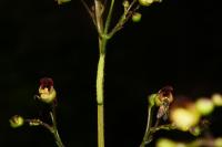 Cucullia prenanthis