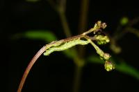 Cucullia prenanthis