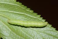 Cucullia prenanthis