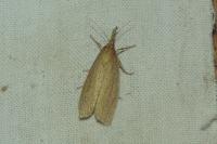 Chilo phragmitellus
