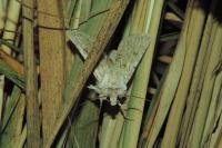 Agrotis ripae