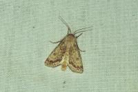 Agrotis ripae