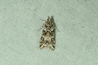 Eudonia lineola