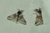 Furcula furcula