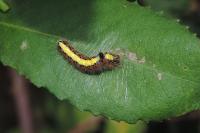 Acronicta psi