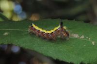 Acronicta psi