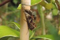 Autographa gamma