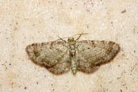 Pasiphila debiliata