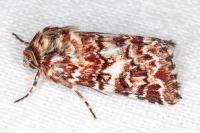 Anarta myrtilli