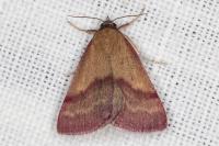 Phytometra viridaria