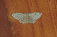Idaea straminata