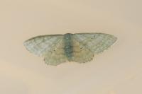 Idaea straminata
