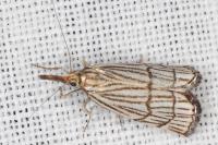 Chrysocramboides craterellus