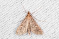 Dolicharthria aetnaealis