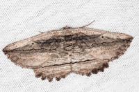 Menophra nycthemeraria