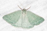 Pseudoterpna pruinata