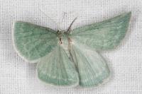 Pseudoterpna pruinata