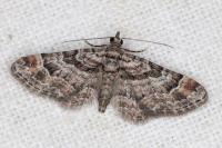 Gymnoscelis rufifasciata