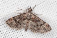 Gymnoscelis rufifasciata