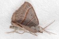 Scotopteryx luridata/mucronata