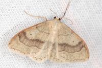 Idaea aversata
