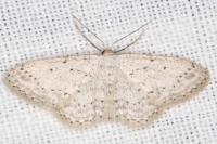 Idaea seriata