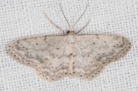 Idaea seriata