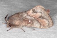 Dendrolimus pini pini