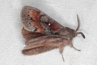 Dendrolimus pini pini