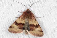 Heliothis viriplaca