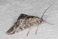 Evergestis sophialis