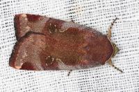 Noctua janthe/janthina