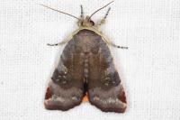 Noctua janthe/janthina