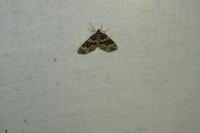 Electrophaes corylata